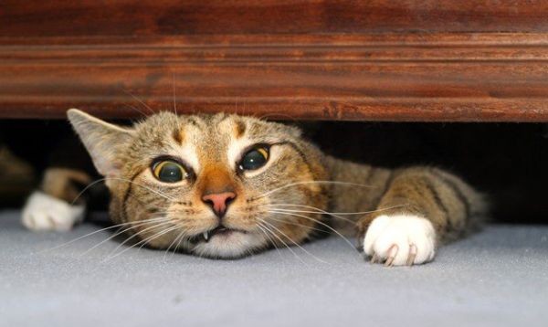 Котаракче…