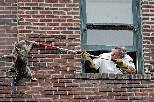 Полета на един енот….