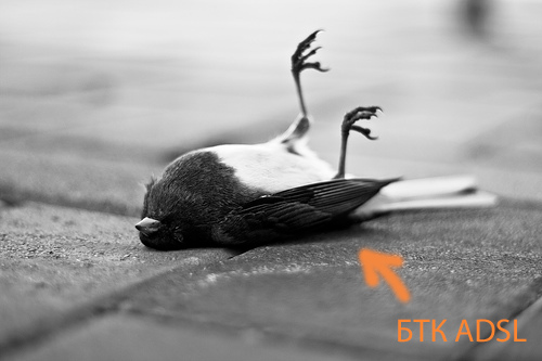 dead-bird_ADSL