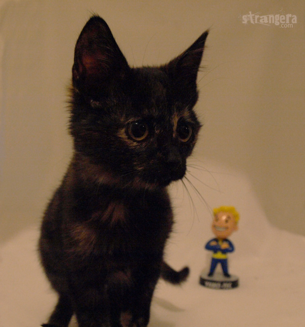 strangers-cat-first-photo