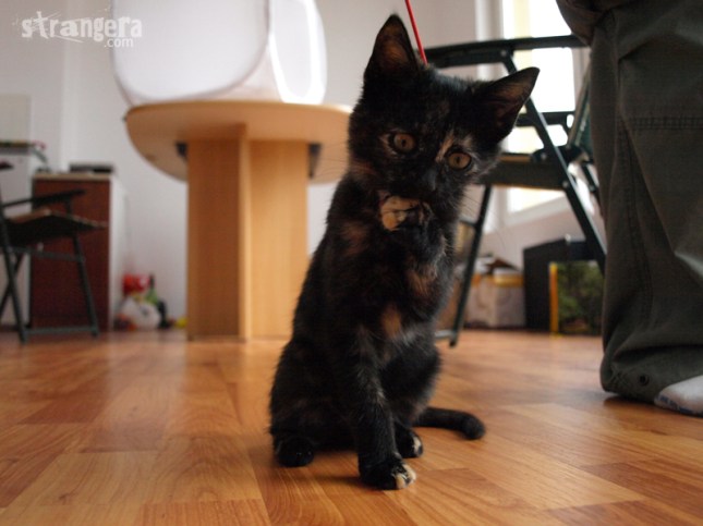 strangers-cat-stupid-pic