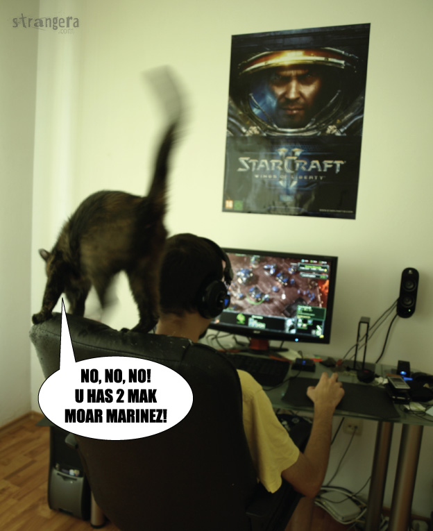 kotk-is-the-StarCraft-Cat_01