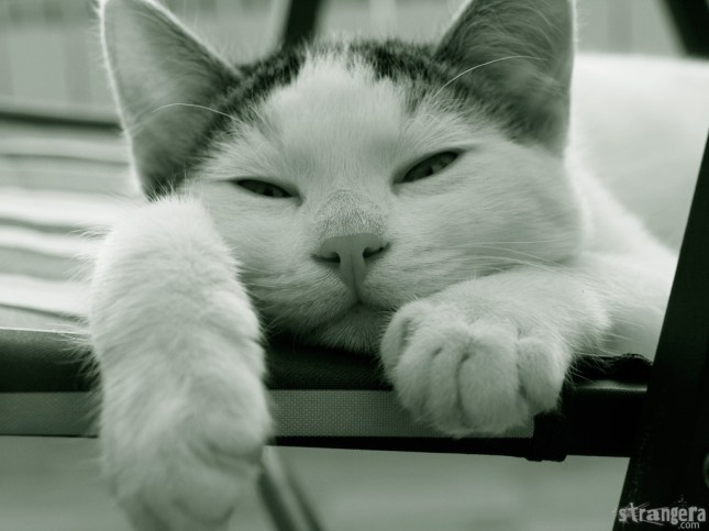 Мак дреме :)