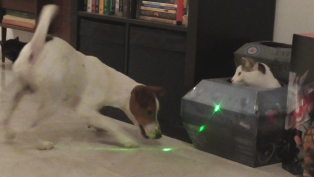 Cats-and-Dogs-and-Lasers...-and-Tanks